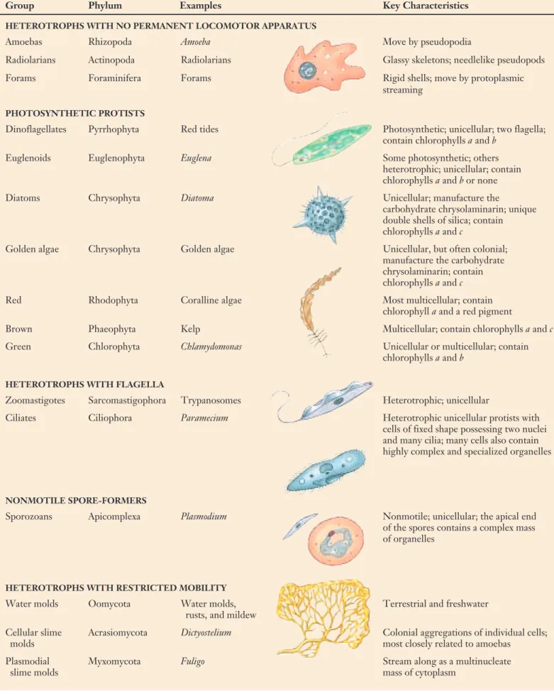 Table 35.1 Kinds of Protists Typical