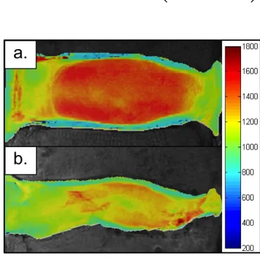 Figure 7: Representative T1 parameter maps at 7T: (A) T1 healthy, (B) T1 degenerate 