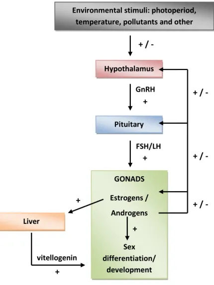 Figure 1. Schematic representation of the HPG axis controlling reproduction in fish. Feedback effects  of steroids and other hormonal positive or negative effects (+ or -), illustrated by arrows, maintain a  dynamic control of the reproductive endocrine sy