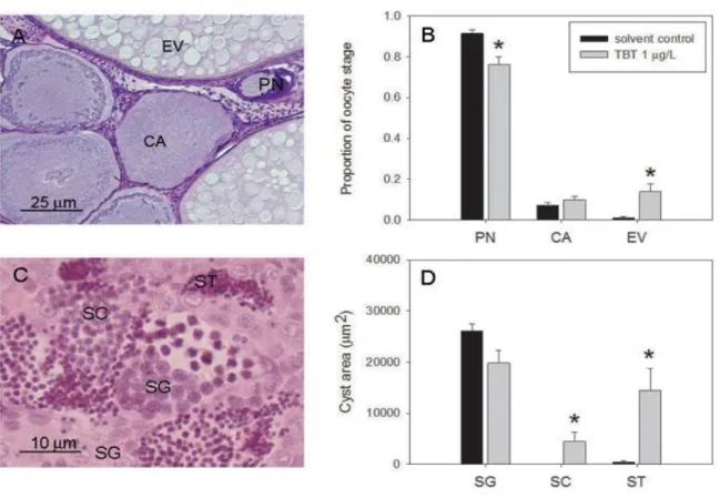 Fig. 4. Histomorphometrical effects of TBT at 1 g/L on ovaries and testes of brown trout exposed for  19 days