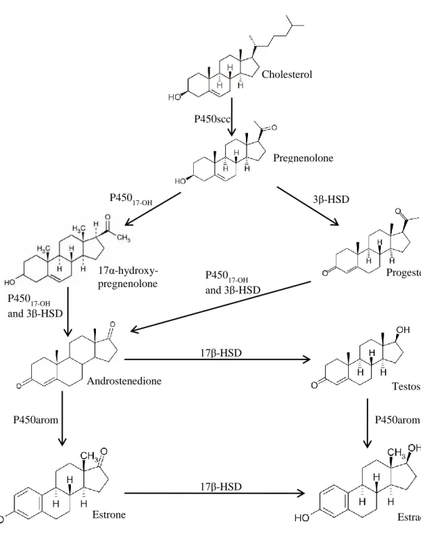 Figure 2. 1. Synthesis of estrogens in ruminants. Five main enzymes (P450 cholesterol side-chain  cleavage  enzyme  (P450scc),  3β-hydroxysteroid  dehydrogenase  (3β-HSD),  cytochrome  P450  17α-hydroxylase  (P450 17-OH ),  17β-hydroxysteroid  dehydrogenas