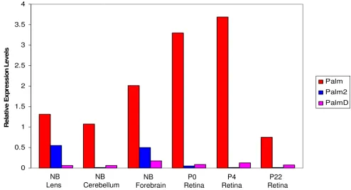 Figure 6Palmative to the amount of Relative levels of , Palm2 and PalmD transcripts in the lens, cerebellum forebrain and retinaRelative levels of Palm, Palm2 and PalmD transcripts in the lens, cerebellum forebrain and retina