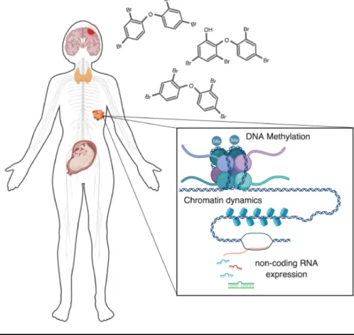 Figure  1-1.  PBDE  exposures  affect  epigenetic  regulatory  mechanisms  at  multiple  levels,  across  multiple  biological  systems