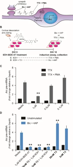 Figure  2-3:  Effects  of  6OH  exposure  are  at  the  synaptic  and  extrasynaptic  levels  and  are  not  primarily  mediated  by  disruption  of  thyroid  hormone  signaling