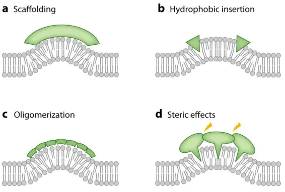 Figure 1.2 Mechanisms of membrane curvature generation and sensing. Figure is 
