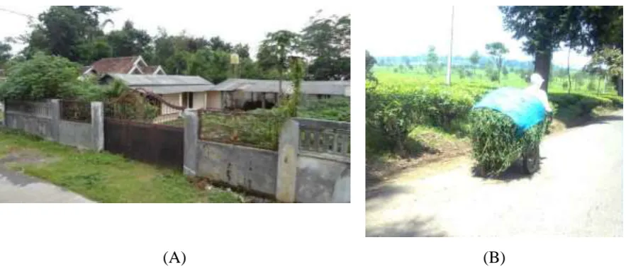 Figure 2 (A) A cattle pen in the middle of a residential area. (B) A farmer is transporting forage using a cart