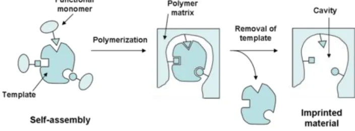 Figure 6: Imprinted Material Polymerization (adapted from Mlunguza et al., 2019) 