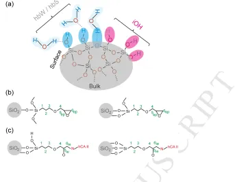 Fig. 2. Simplified schematic representation of (a) bare silica, (b) epoxy-silica before MANUSCRIPTimmobilization and (c) epoxy-silica after immobilization with hCA II