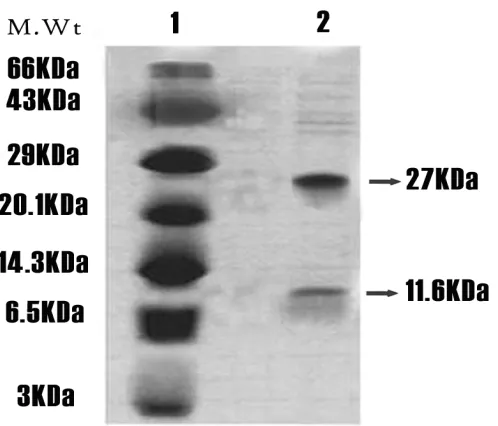 Fig 4: Recombinant plasmids in the transformed yeast 
