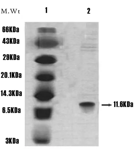 Figure 6: Immuno dot blot analysis for recombinant protein Immuno dot blot analysis was used for evaluation of the presence and antigenicity of the new recombinant protein