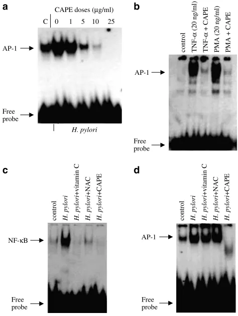 Figure 6Effect of CAPE on H. pylori-induced COX-2 expression.
