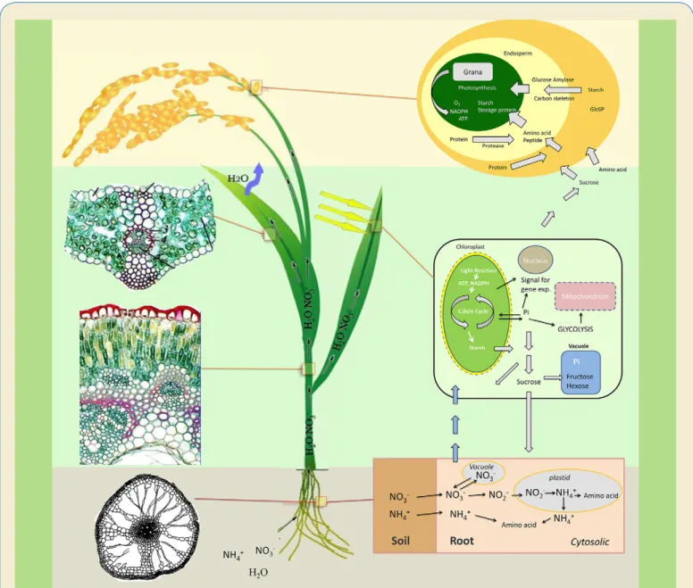 Fig. 3. Components of a Mechanistic Rice Production Model. Components include the (1) biochemistry and biophysics  of photosynthesis and closely related carbon, water, and nitrogen metabolism at the leaf level; (2) microclimates inside the  canopy; (3) use