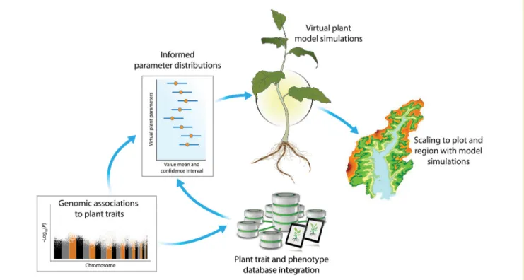 Fig. 7. Genome-Enabled Parameterization of a Virtual Plant Model. Schematic showing the use of phenotyping, trait data- data-bases, and genomic predictions for constraining virtual plant model parameter values and simulations