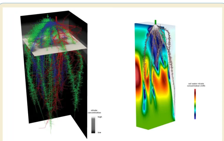 Fig. 9. Functional-Structural Modeling in SimRoot. (Left) The belowground architecture of the ancient “Three Sisters” 