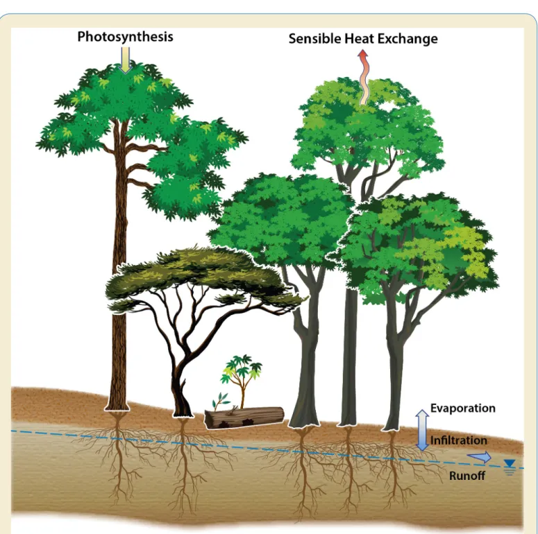 Fig. 10. Interactions in a Virtual Plot Model. A virtual plant model that includes assemblages of individual plants with  explicitly resolved interactions between each plant and its above- and belowground environments would help bridge the  gap between the