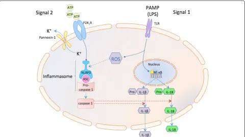 Figure 1 Model of NLRP3 inflammasome activation.binds to the pyrin domain on an ASC molecule which then binds to pro-caspase-1 via its CARD domain