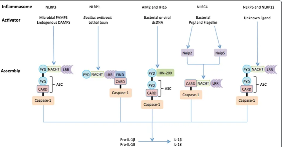 Figure 2 Models for inflammasome activation and assembly. The NLR family members and the HIN-200 proteins, AIM2 and IFI16, assembleinflammasome complexes