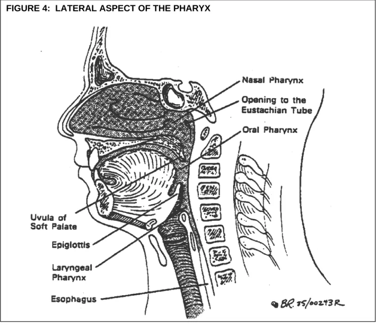 FIGURE 4:  LATERAL ASPECT OF THE PHARYX 