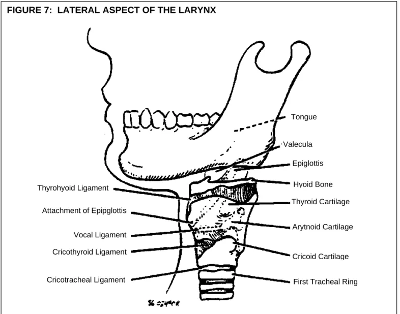FIGURE 7:  LATERAL ASPECT OF THE LARYNX 