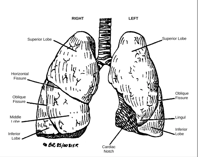 FIGURE 18:  LOBES OF THE LUNGS AND SURFACE ANATOMY 