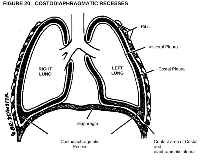 FIGURE 20:  COSTODIAPHRAGMATIC RECESSES 