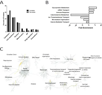 Figure 3.4.  Enrichment Analysis of α-Synuclein Responsive Proteins. (A) Percent of α-synuclein responsive proteins that either increased or decreased in the injected side that are localized to each subcellular localization