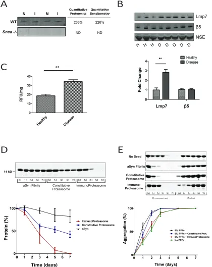 Figure 3.5. The Immunoproteasome is Implicated in Human Disease Driven by α-Synuclein Aggregation