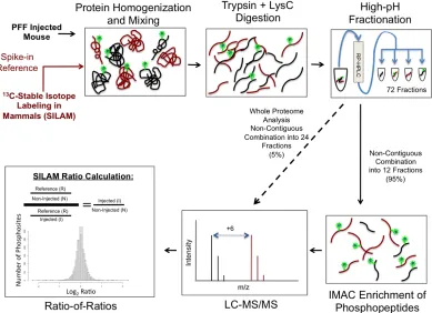 Figure 4.1 Overview of Phosphoproteomic Workflow The midbrain and striatum from the injected side of two mice are collected and combined