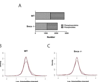 Figure 4.2 Phosphosites Quantified in WT and Snca -/- (A) A phosphosite is considered quantified if the relative abundance change has been determined in all three replicates