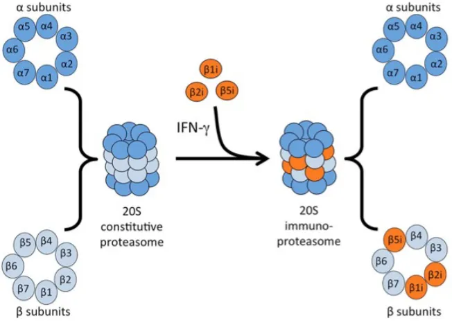 Figure 1.1 Subunit composition of the constitutive proteasome and the immunoproteasome