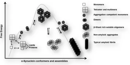 Figure 2.3.   Free energy landscape of possible α-synuclein conformers and multimeric assemblies