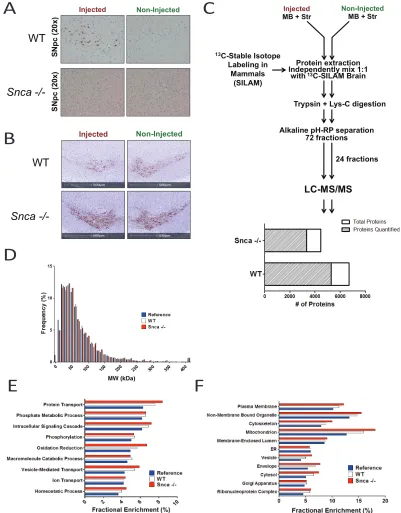 Figure 3.1. Quantitative Proteomic Workflow and Characterization of WT and Snca -/-Injected Mice