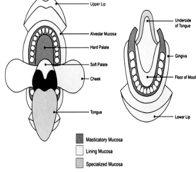 Fig 1: Structure of the human oral mucosa 