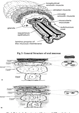Fig 3: General Structure of oral mucosae 