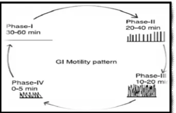 Figure 2: A simplified schematic diagram of the interdigestive balanced motility  pattern