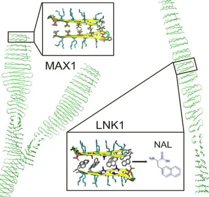 Figure 2.1. Ribbon representations of MAX1 and LNK1. MAX1 can form branched nanofibrils