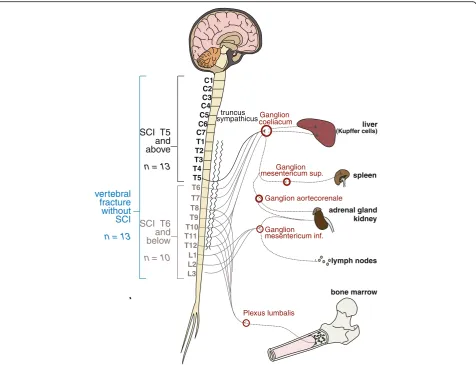 Fig. 1 Numbers of study participants, groups and innervation of immune relevant organs
