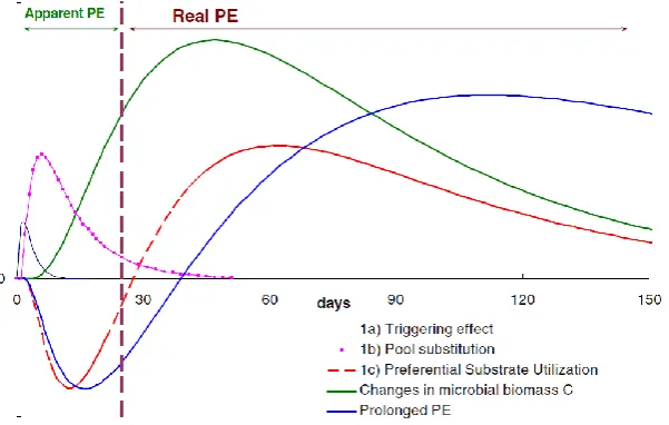 Figure 2.2. Sequence of mechanisms during priming effect (Blagodatskaya and Kuzyakov, 2008)