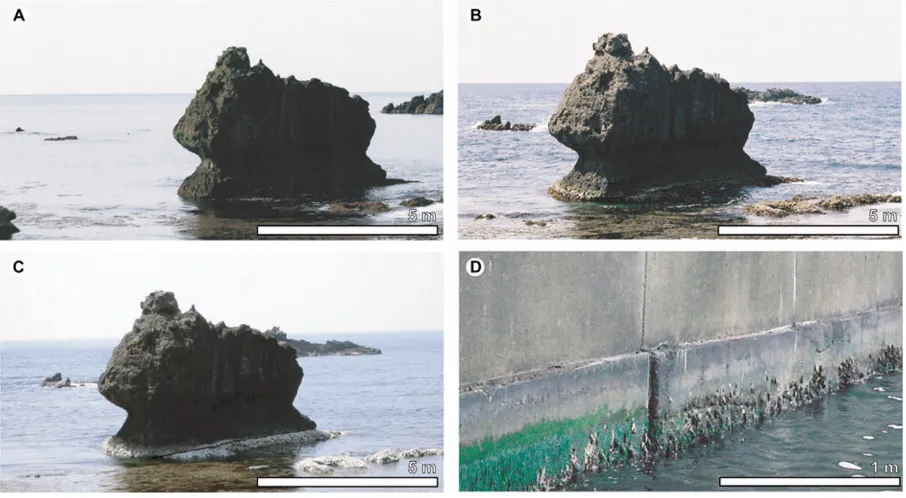 Fig. 4. Distribution of the sites of the measurements of coseismic verticalcrustal deformation using the distribution of littoral organisms alongthe coast (triangles) of the northern Noto Peninsula