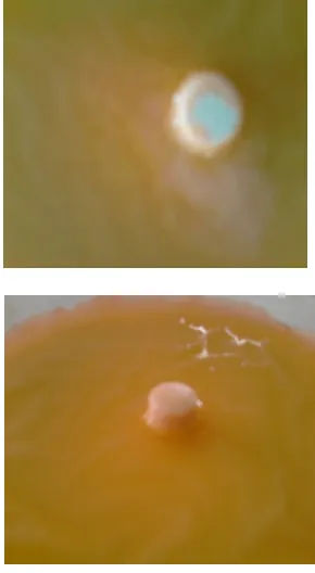 Fig 2: Wetting Time of batch MS 8 