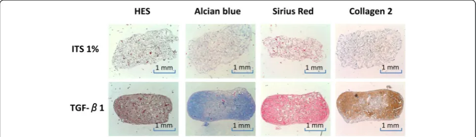 Figure 1 Chondrogenic differentiation of human bone marrow-derived MSCs in collagen sponges after 28 days of culture in presenceof TGF-β1 versus defined chondrogenic ITS medium
