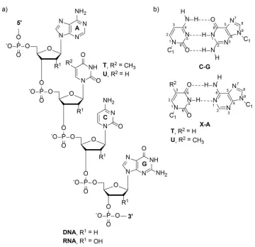 Figure 1.1. (a) Chemical structure of nucleic acids. (b) Watson-Crick hydrogen bonding between base pairs displaying numbering for the bases