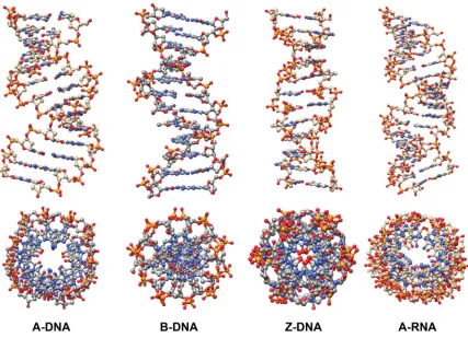 Figure 1.2. Comparison of the double helical structures adopted by DNA and RNA. 