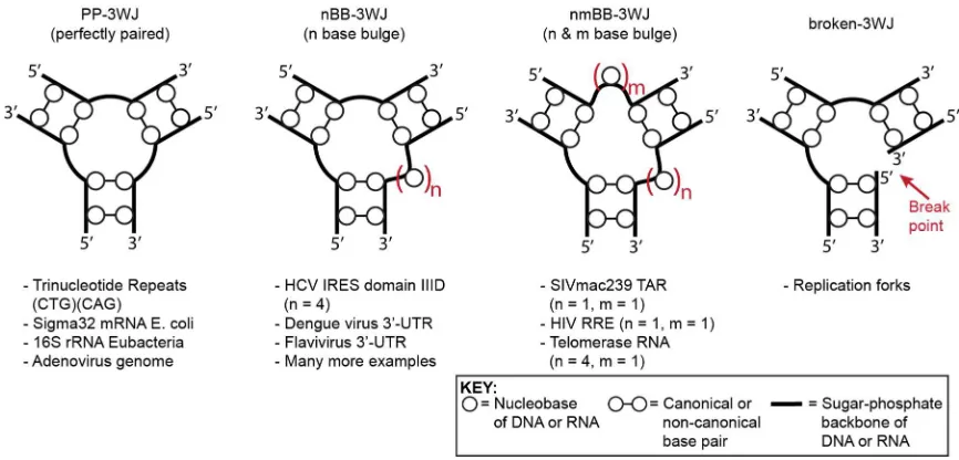 Figure 1.5. Examples of important nucleic acid three-way junctions. 