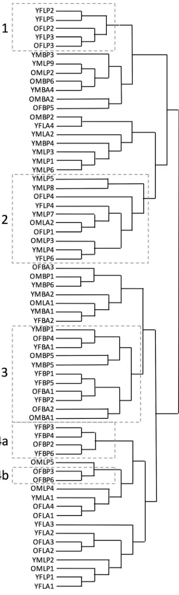 FIG. 3. Dendrogram illustrating speaker clusters. Speakers are identiﬁed bytheir codes, the ﬁrst letter corresponds to age, Ysponds to language background, PNumbers were attributed based on the order in which speakers were recorded.responds to region, Bletter corresponds to speaker sex, M� 30 and O� 30; the second¼ male and F¼ female; the third letter cor-¼ Bradford and L¼ Leicester; and the ﬁnal letter corre-¼ Panjabi-English and A¼ Anglo-English.The numbered boxes indicate clusters of interest that are discussed below.