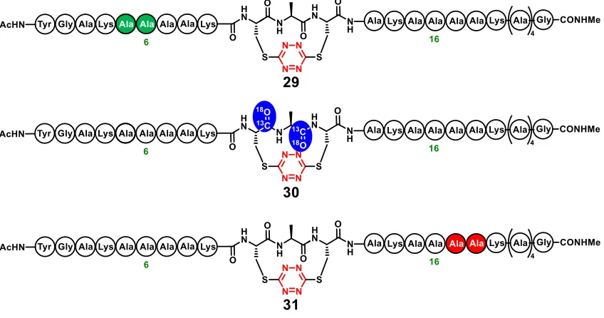 Figure 1.7. Isotopically Enriched Amides Within the Constrained Helices 