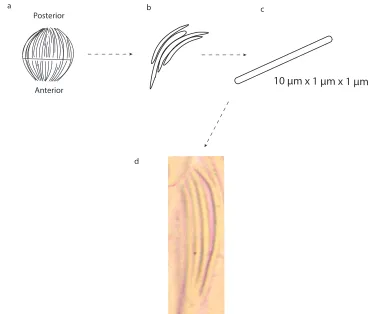 Figure 1.5: Cellular structure of a lens. The lens is composed of cells which are laid downparallel to each other on a path from the zenith to the nadir of the sphere