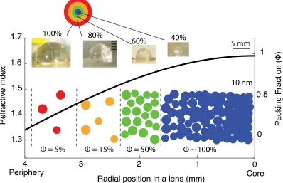 Figure 2.1: Dissection of the lens, refractive index, and packing fraction distribution.Hemispheres of lens tissue were dissected into four concentric layers labelled as 100%,80%, 60%, and 40% layers (shown in the images); the exact thickness of each layer