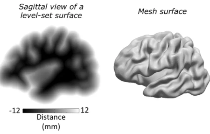 Fig. 1. Level-set representation of a cortical surface. To the left is a sagittal view of a 3D vol- vol-ume level-set representation of a cortical surface