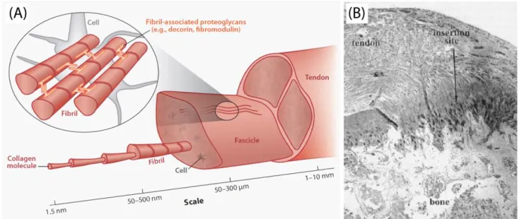 Figure 1-1. (A) Hierarchical structure of tendon spanning from the single collagen molecule up to fibrils, fascicles, and whole tendon